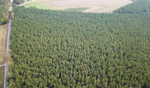 Photo of SOLD!!  138 Acres of Hunting Land For Sale in Southampton County VA!