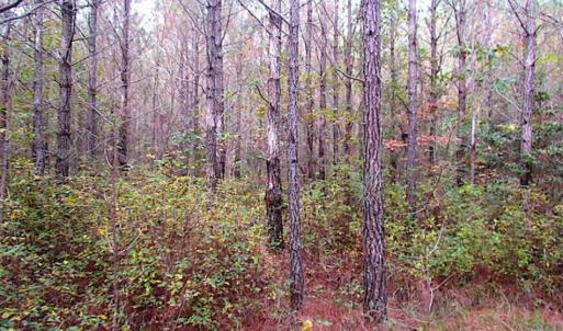 Photo of SOLD!!  138 Acres of Hunting Land For Sale in Southampton County VA!