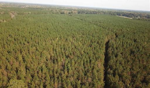Photo of SOLD!!  138 Acres of Hunting Land For Sale in Southampton County VA!