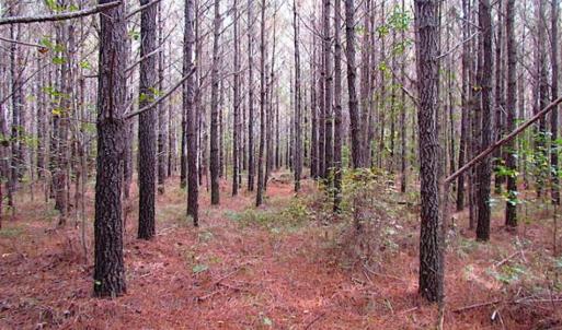 Photo of SOLD!!  138 Acres of Hunting Land For Sale in Southampton County VA!