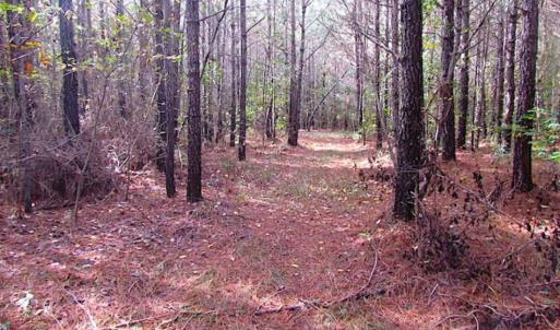 Photo of SOLD!!  138 Acres of Hunting Land For Sale in Southampton County VA!