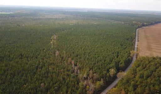 Photo of SOLD!!  138 Acres of Hunting Land For Sale in Southampton County VA!