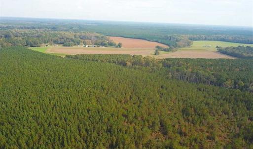 Photo of SOLD!!  138 Acres of Hunting Land For Sale in Southampton County VA!