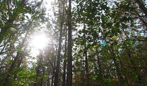 Photo of SOLD!!  138 Acres of Hunting Land For Sale in Southampton County VA!