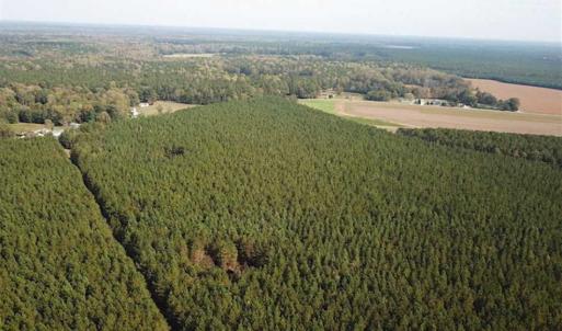 Photo of SOLD!!  138 Acres of Hunting Land For Sale in Southampton County VA!