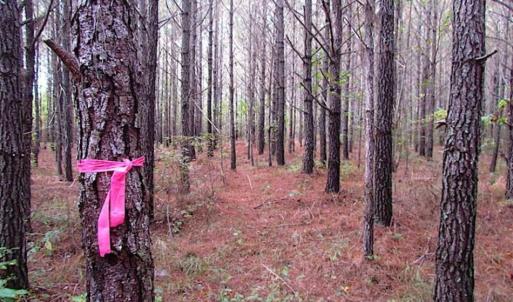 Photo of SOLD!!  138 Acres of Hunting Land For Sale in Southampton County VA!