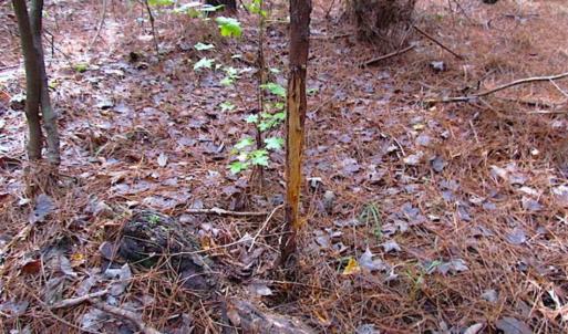 Photo of SOLD!!  138 Acres of Hunting Land For Sale in Southampton County VA!
