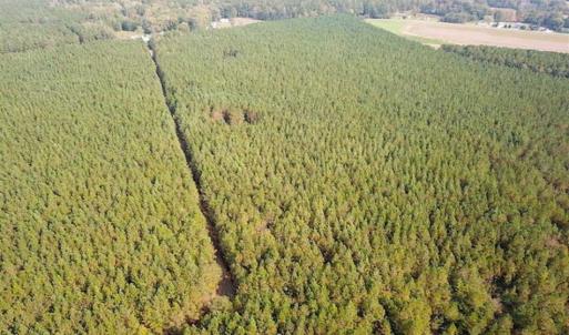 Photo of SOLD!!  138 Acres of Hunting Land For Sale in Southampton County VA!