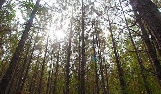 Photo of SOLD!!  138 Acres of Hunting Land For Sale in Southampton County VA!