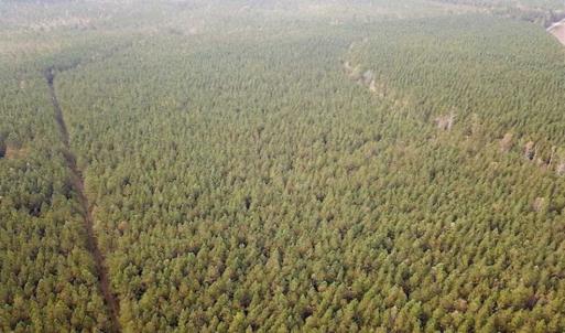 Photo of SOLD!!  138 Acres of Hunting Land For Sale in Southampton County VA!