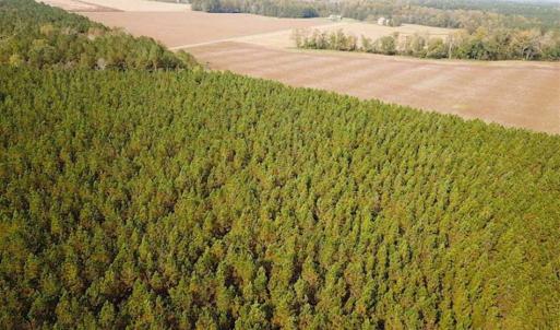 Photo of SOLD!!  138 Acres of Hunting Land For Sale in Southampton County VA!