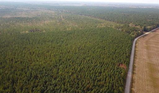 Photo of SOLD!!  138 Acres of Hunting Land For Sale in Southampton County VA!