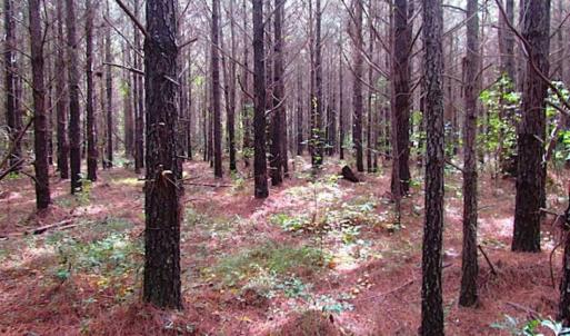 Photo of SOLD!!  138 Acres of Hunting Land For Sale in Southampton County VA!