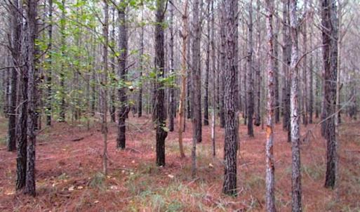 Photo of SOLD!!  138 Acres of Hunting Land For Sale in Southampton County VA!