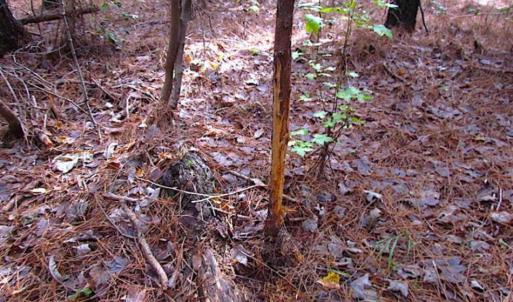 Photo of SOLD!!  138 Acres of Hunting Land For Sale in Southampton County VA!