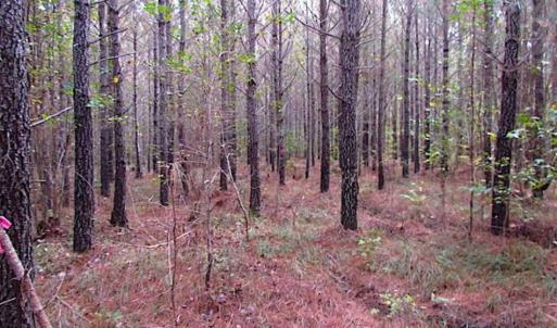 Photo of SOLD!!  138 Acres of Hunting Land For Sale in Southampton County VA!