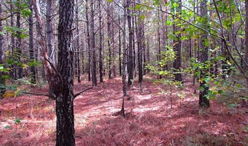 Photo of SOLD!!  138 Acres of Hunting Land For Sale in Southampton County VA!