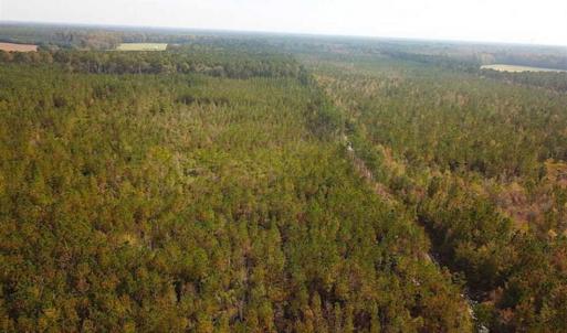 Photo of SOLD!!  138 Acres of Hunting Land For Sale in Southampton County VA!