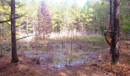 Photo of SOLD!!  138 Acres of Hunting Land For Sale in Southampton County VA!