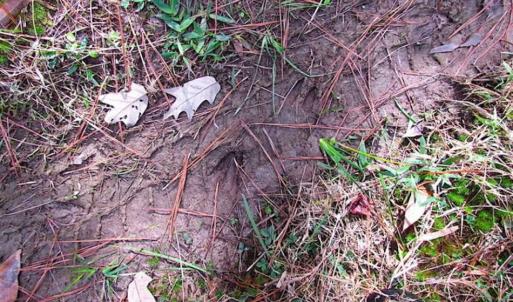 Photo of SOLD!!  138 Acres of Hunting Land For Sale in Southampton County VA!