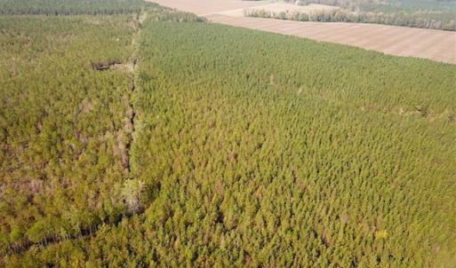Photo of SOLD!!  138 Acres of Hunting Land For Sale in Southampton County VA!