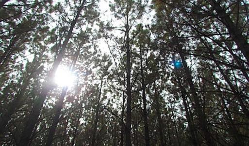 Photo of SOLD!!  138 Acres of Hunting Land For Sale in Southampton County VA!