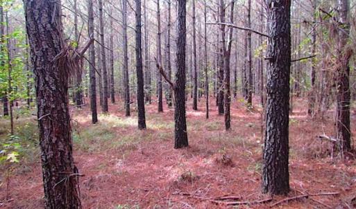 Photo of SOLD!!  138 Acres of Hunting Land For Sale in Southampton County VA!