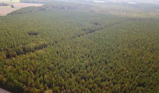 Photo of SOLD!!  138 Acres of Hunting Land For Sale in Southampton County VA!