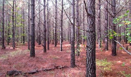 Photo of SOLD!!  138 Acres of Hunting Land For Sale in Southampton County VA!