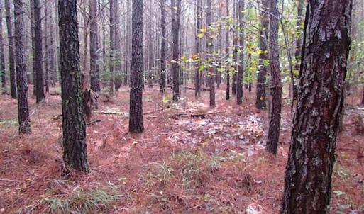 Photo of SOLD!!  138 Acres of Hunting Land For Sale in Southampton County VA!