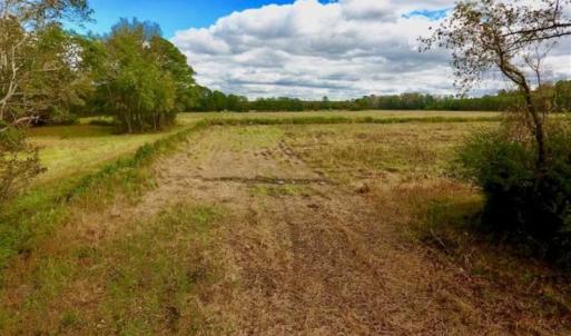 Photo of 54 Acres of Farm and Timber Land For Sale in Pitt County NC!