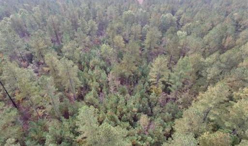 Photo of UNDER CONTRACT!!  21.2 Acres of Recreational and Hunting Land For Sale in Lunenburg County VA!