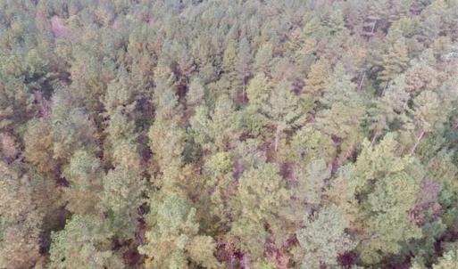 Photo of UNDER CONTRACT!!  21.2 Acres of Recreational and Hunting Land For Sale in Lunenburg County VA!