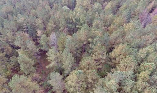 Photo of UNDER CONTRACT!!  21.2 Acres of Recreational and Hunting Land For Sale in Lunenburg County VA!