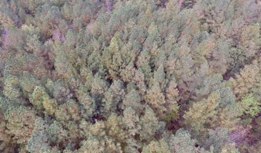 Photo of UNDER CONTRACT!!  21.2 Acres of Recreational and Hunting Land For Sale in Lunenburg County VA!