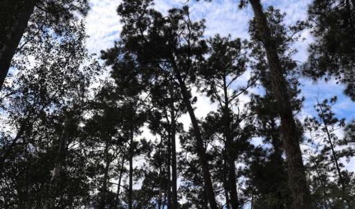 Photo of 67.95 +/- acres of Pasture and Forest Land For Sale In Robeson County NC!