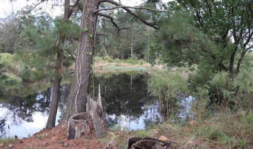 Photo of 67.95 +/- acres of Pasture and Forest Land For Sale In Robeson County NC!