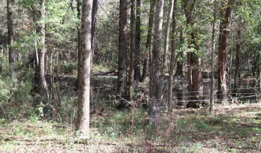 Photo of 67.95 +/- acres of Pasture and Forest Land For Sale In Robeson County NC!