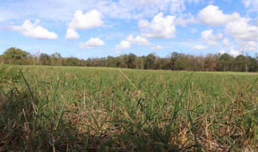 Photo of 67.95 +/- acres of Pasture and Forest Land For Sale In Robeson County NC!