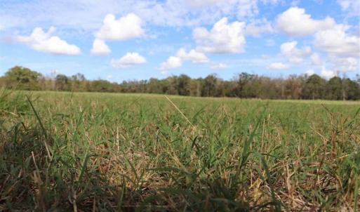 Photo of 67.95 +/- acres of Pasture and Forest Land For Sale In Robeson County NC!