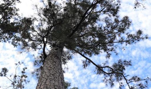 Photo of 67.95 +/- acres of Pasture and Forest Land For Sale In Robeson County NC!