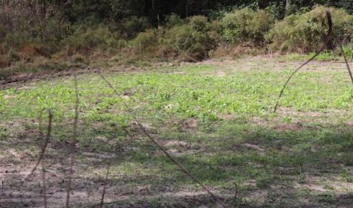 Photo of 67.95 +/- acres of Pasture and Forest Land For Sale In Robeson County NC!