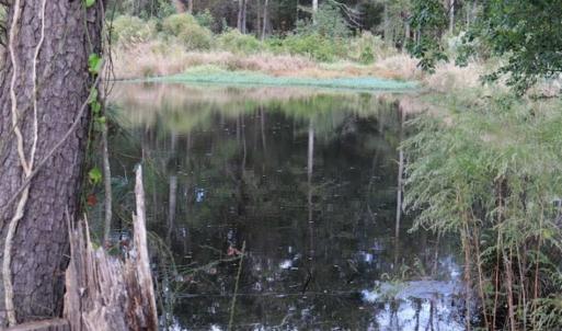 Photo of 67.95 +/- acres of Pasture and Forest Land For Sale In Robeson County NC!