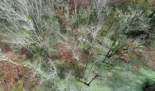 Photo of 67.95 +/- acres of Pasture and Forest Land For Sale In Robeson County NC!