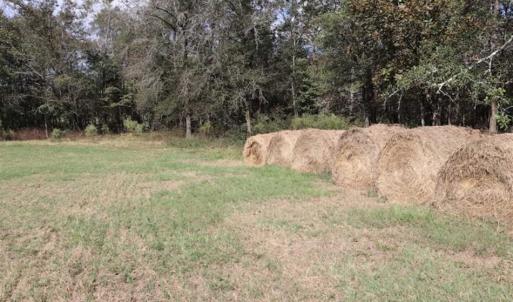 Photo of 67.95 +/- acres of Pasture and Forest Land For Sale In Robeson County NC!