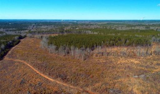 Photo of UNDER CONTRACT!  50 Acres of Hunting and Timber Land For Sale in Lee County NC!