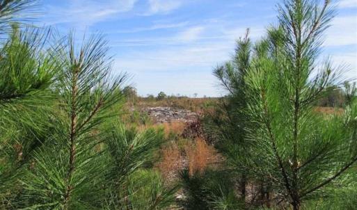 Photo of UNDER CONTRACT!!  46 acres of Recreational Timberland For Sale in King and Queen Co VA!