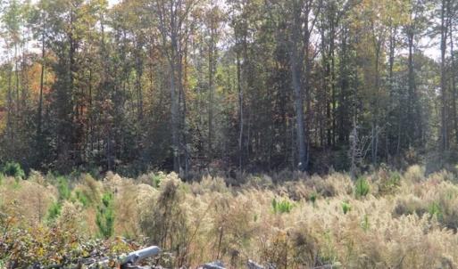 Photo of UNDER CONTRACT!!  46 acres of Recreational Timberland For Sale in King and Queen Co VA!