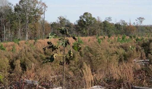 Photo of UNDER CONTRACT!!  46 acres of Recreational Timberland For Sale in King and Queen Co VA!