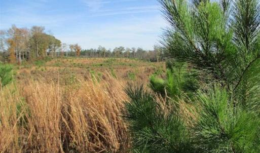 Photo of UNDER CONTRACT!!  46 acres of Recreational Timberland For Sale in King and Queen Co VA!